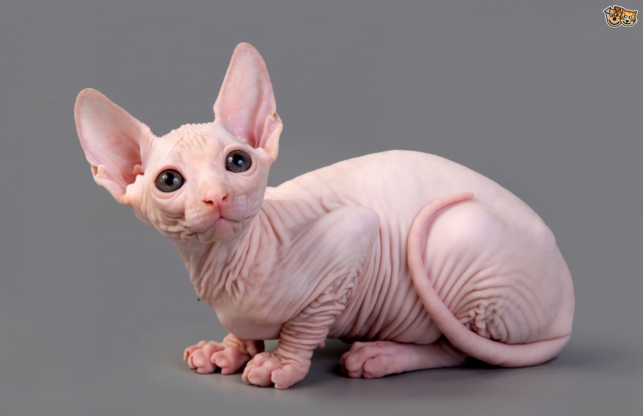 pics of bald pussy Pics of bald pussy
